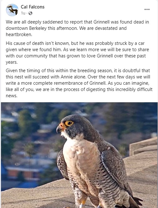 Berkeley Cal Falcons - Pagina 2 Cal_fa10