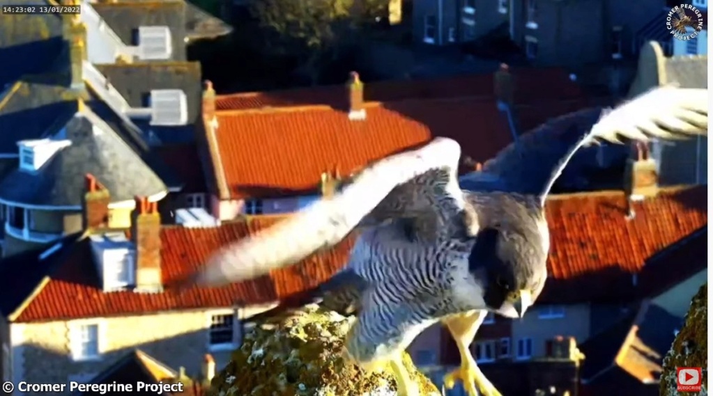 Cromer Peregrines. Cromer38