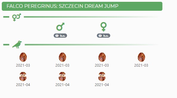 FALCO PEREGRINUS: DREAM JUMP SZCZECIN - 2020 Dream_10