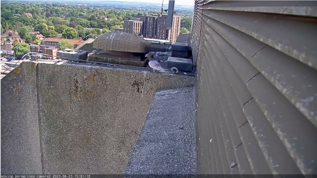 Woking Peregrines, Export House - Pagina 3 Duif_w10