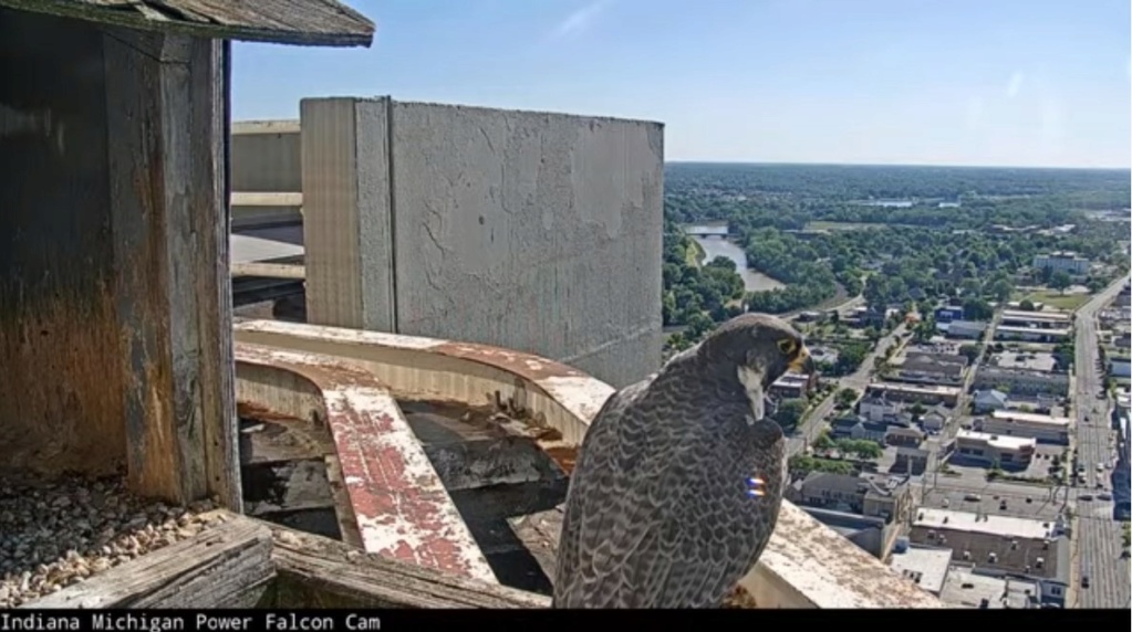 Fort Wayne falcon cam - Pagina 4 Fort_w20