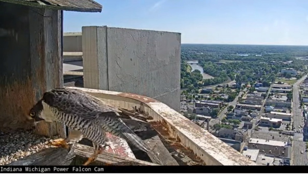 Fort Wayne falcon cam - Pagina 4 Fort_w21