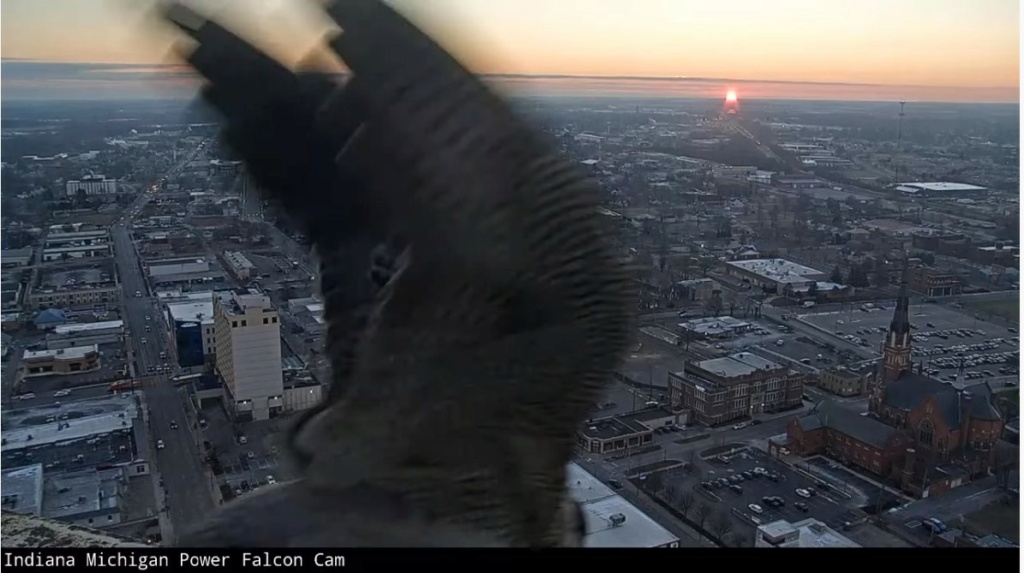 Fort Wayne falcon cam I_em_f10