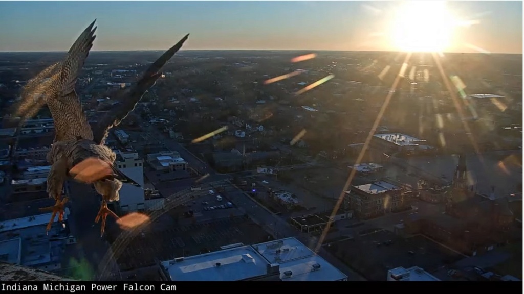 Fort Wayne falcon cam I_mic_10