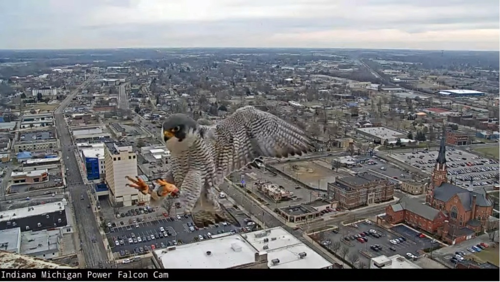 Fort Wayne falcon cam I_mp_110