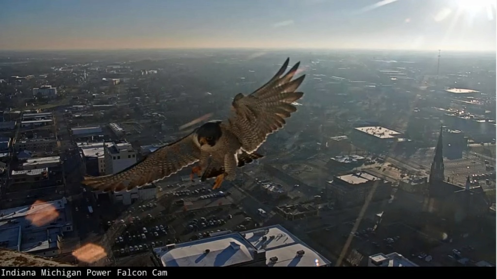Fort Wayne falcon cam Ind_mi10