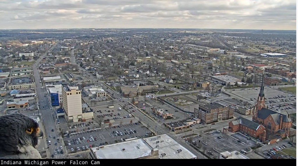 Fort Wayne falcon cam Ind_mi12