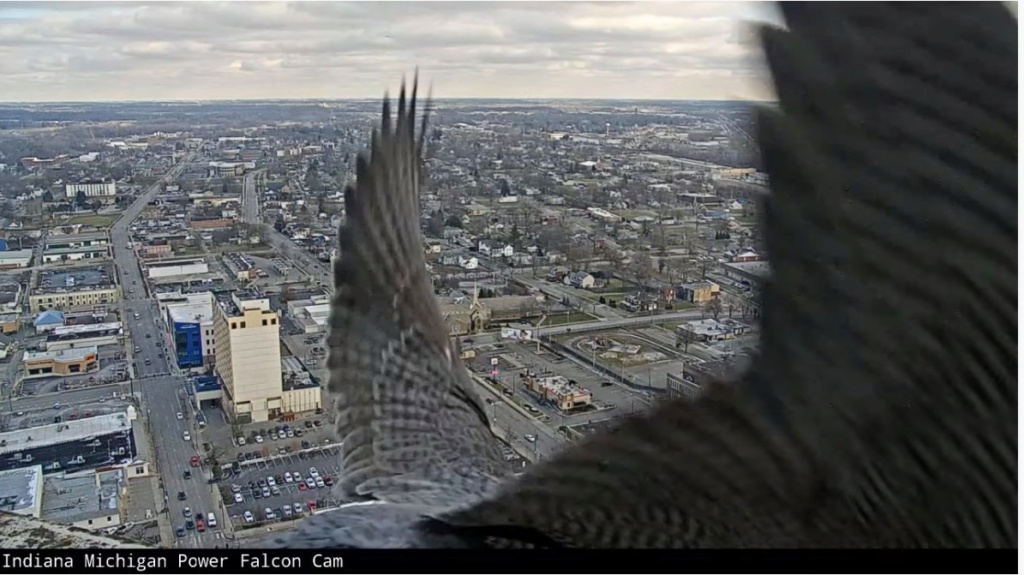 Fort Wayne falcon cam Ind_mi13