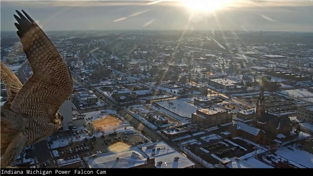 Fort Wayne falcon cam - Pagina 2 Ind_mi20