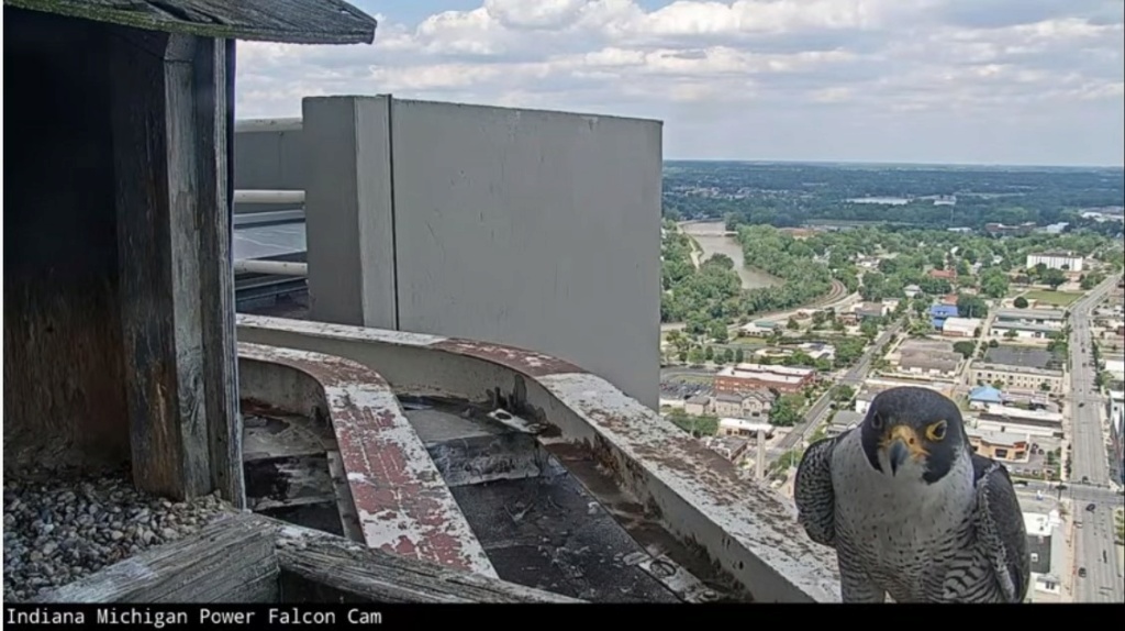 Fort Wayne falcon cam - Pagina 4 Ind_mi45