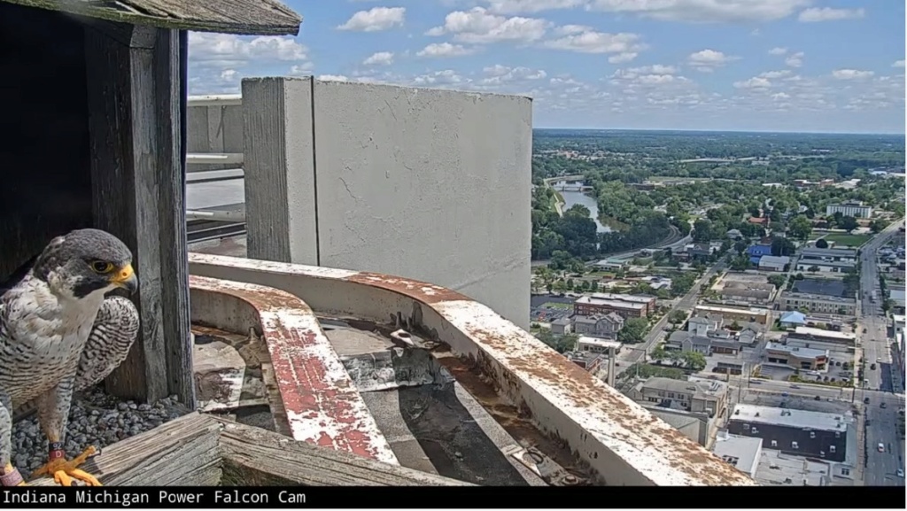 Fort Wayne falcon cam - Pagina 4 Ind_mi53