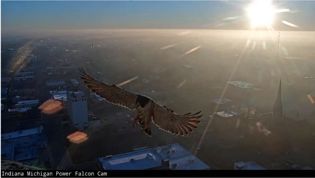 Fort Wayne falcon cam Indi_m11