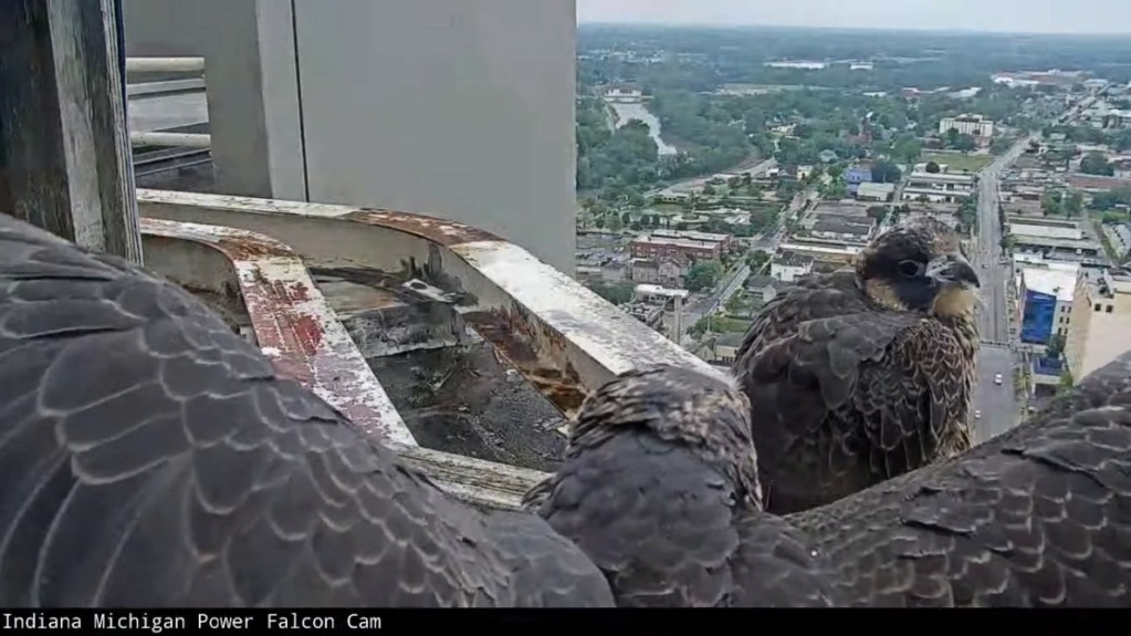 Fort Wayne falcon cam - Pagina 4 Indi_m15