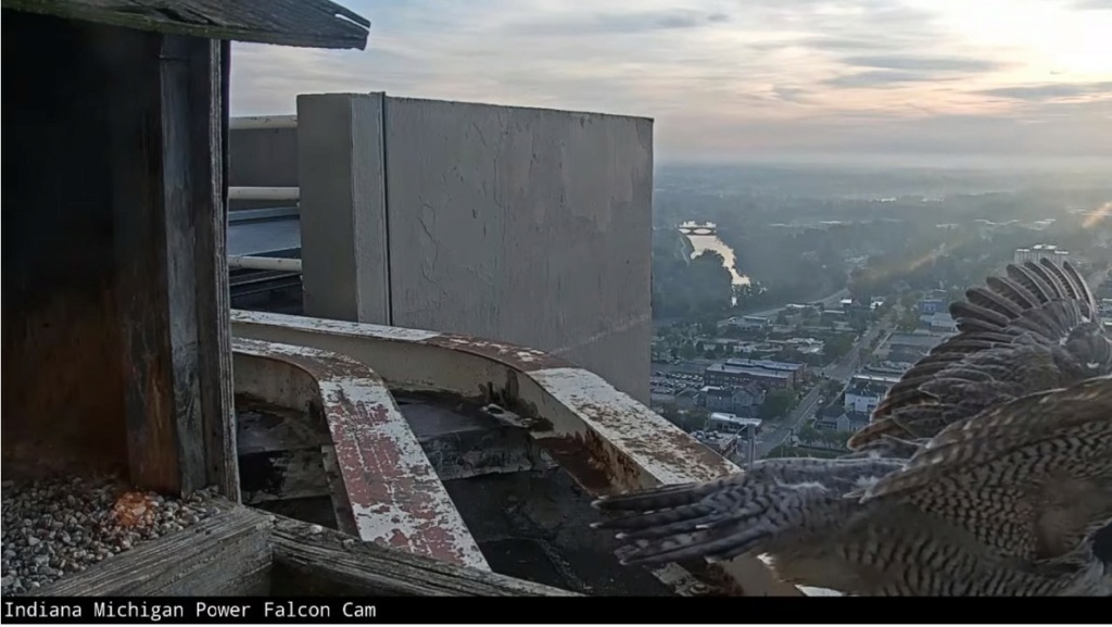 Fort Wayne falcon cam - Pagina 4 Indi_m16