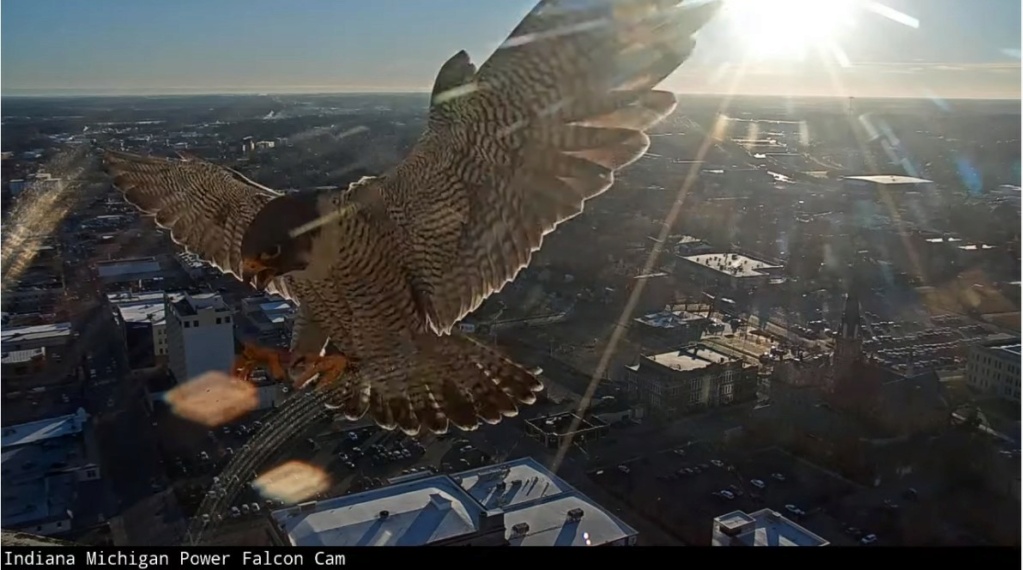 Fort Wayne falcon cam India_11