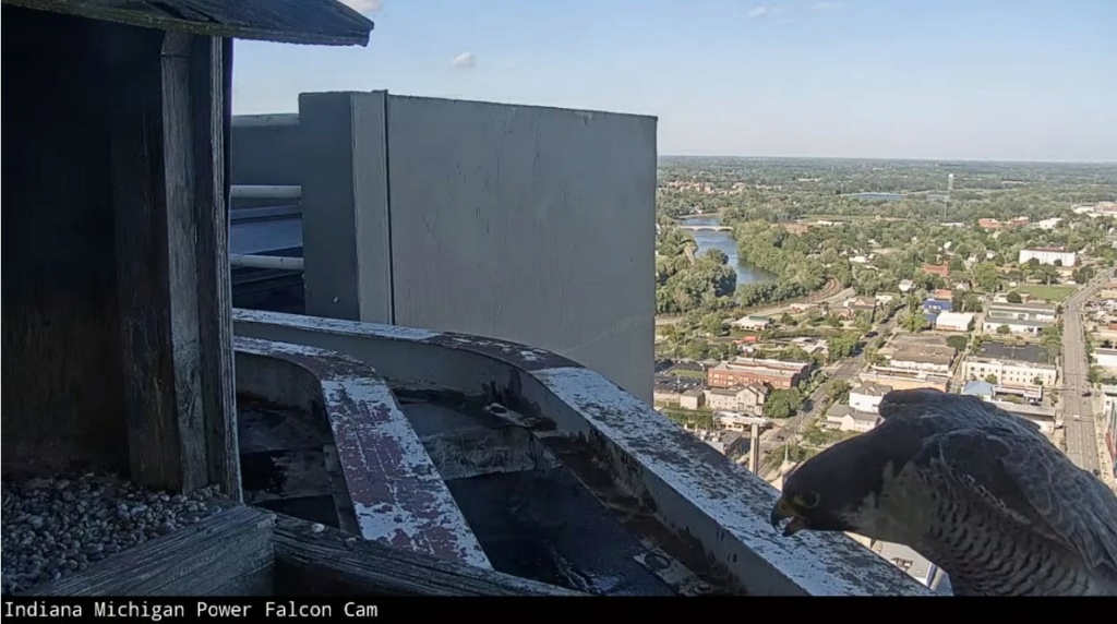 Fort Wayne falcon cam - Pagina 4 India_13