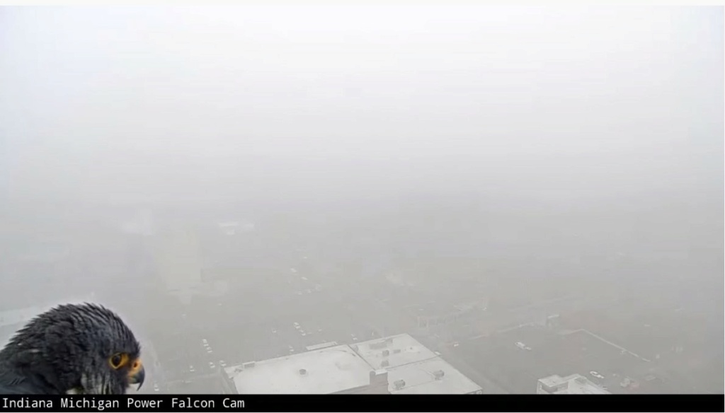 Fort Wayne falcon cam Indian27