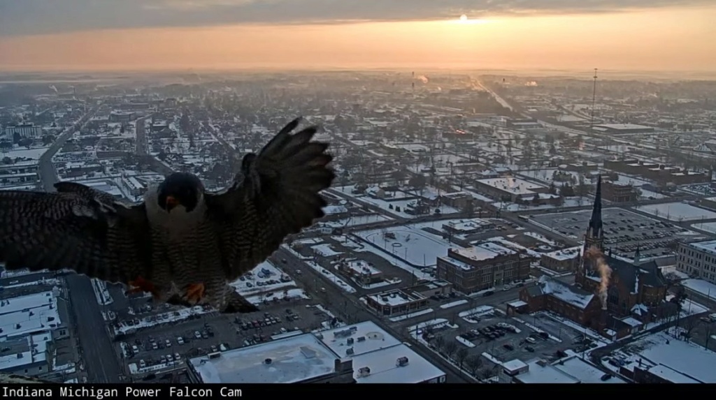 Fort Wayne falcon cam Inind_10