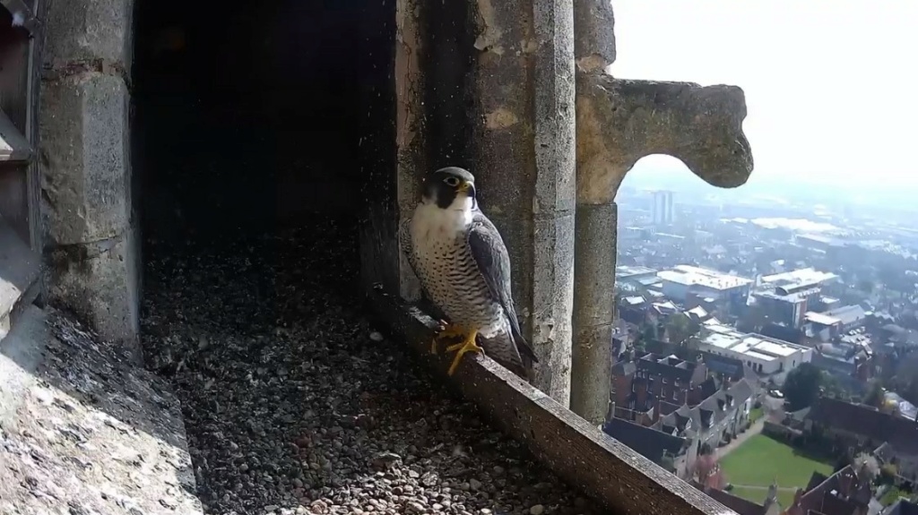 Lincoln Peregrines Lincol17