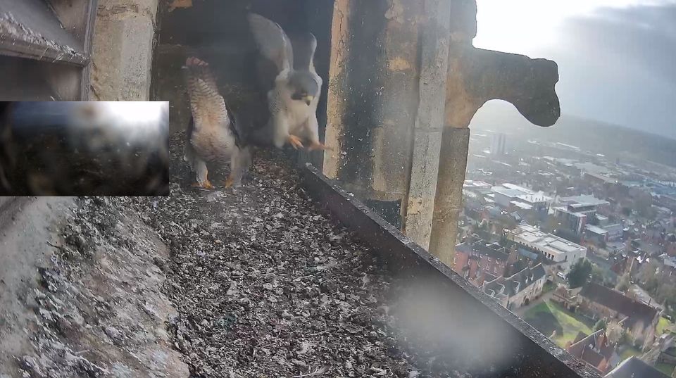  Lincoln Peregrines Lincol31