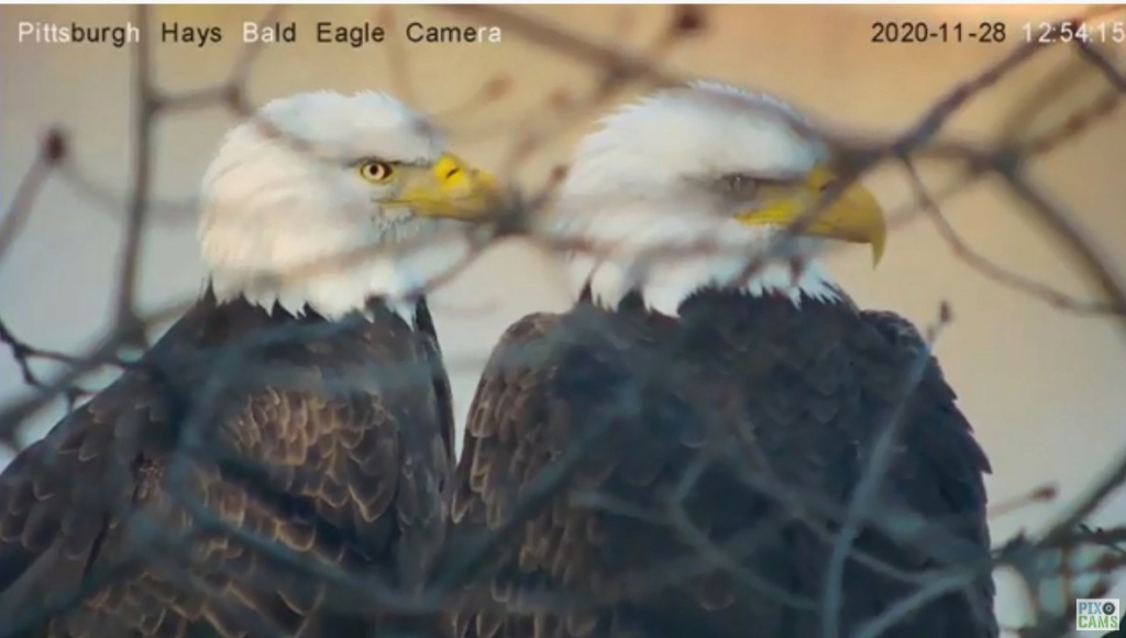 cams - Diverse Eagle cams. - Pagina 23 Pittsb10