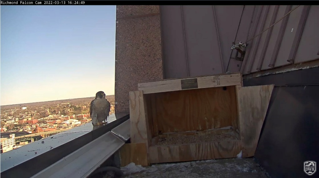 Richmond/DWR Falcon Cam   Richmo21