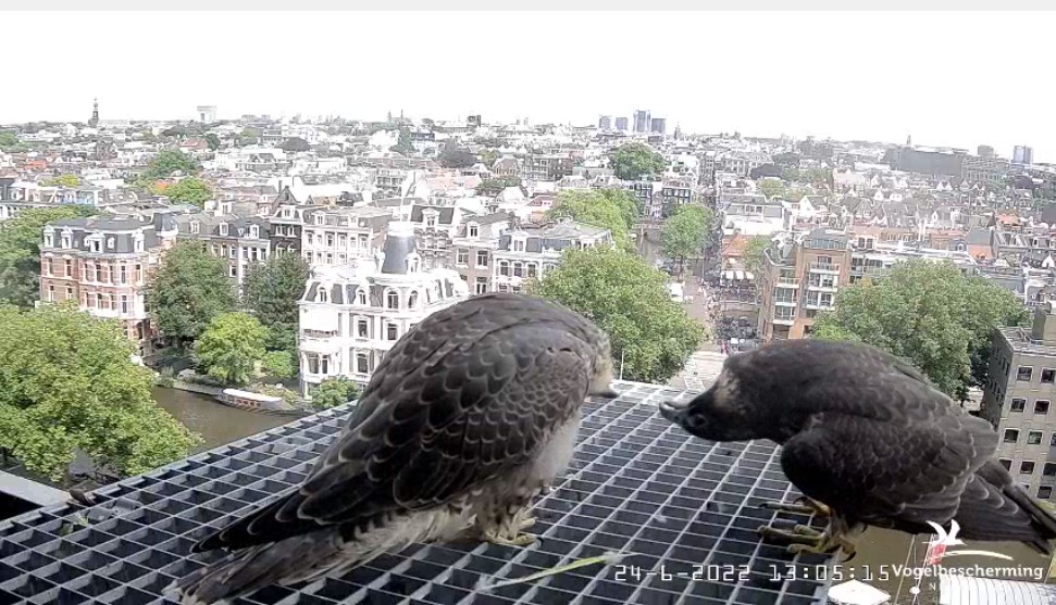 Amsterdam/Rijksmuseum screenshots © Beleef de Lente/Vogelbescherming Nederland - Pagina 32 Rijks168