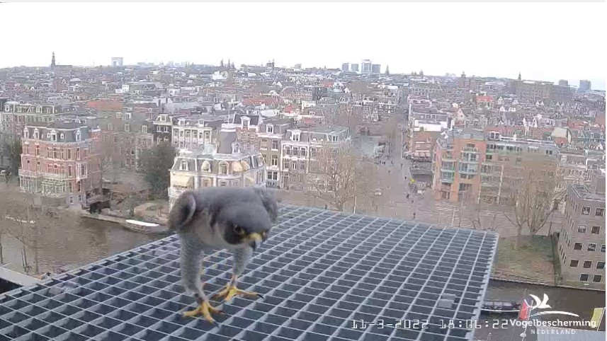 Amsterdam/Rijksmuseum screenshots © Beleef de Lente/Vogelbescherming Nederland Rijks_10