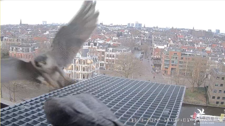 Amsterdam/Rijksmuseum screenshots © Beleef de Lente/Vogelbescherming Nederland Rijks_11