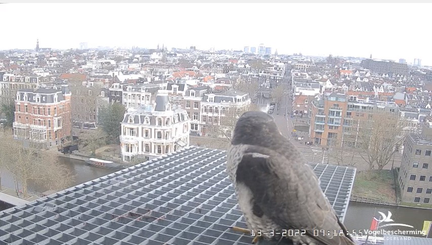 Amsterdam/Rijksmuseum screenshots © Beleef de Lente/Vogelbescherming Nederland - Pagina 2 Rijks_13
