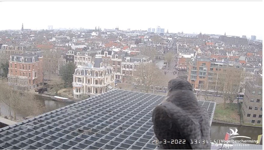 Amsterdam/Rijksmuseum screenshots © Beleef de Lente/Vogelbescherming Nederland - Pagina 6 Rijks_19
