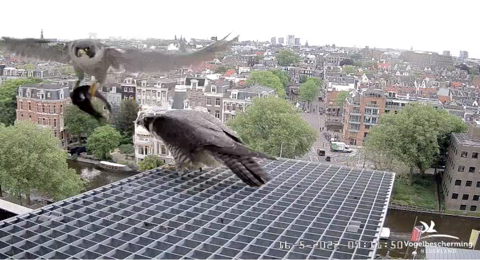 Amsterdam/Rijksmuseum screenshots © Beleef de Lente/Vogelbescherming Nederland - Pagina 40 Rijks_74