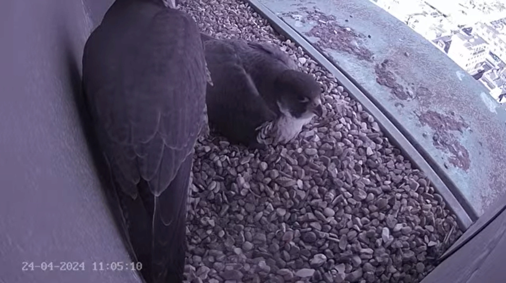  Brighton Peregrines Sche1175