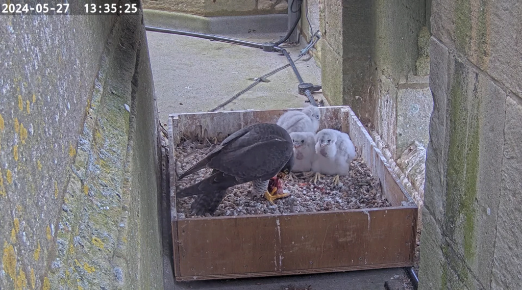  Peregrines at St Wulfram's Church (Voorheen Grantham) and St James/Louth - Pagina 2 Sche2355