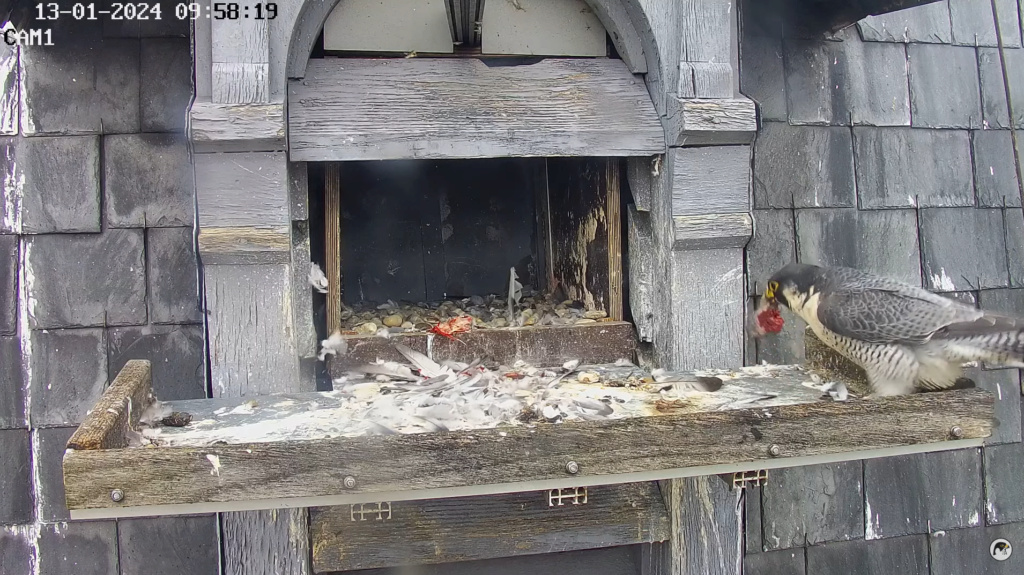 Les faucons pèlerins d'Illkirch-Graffenstaden. Lucky en  Rubis(Duitsland) met ring S/PC Sche2550