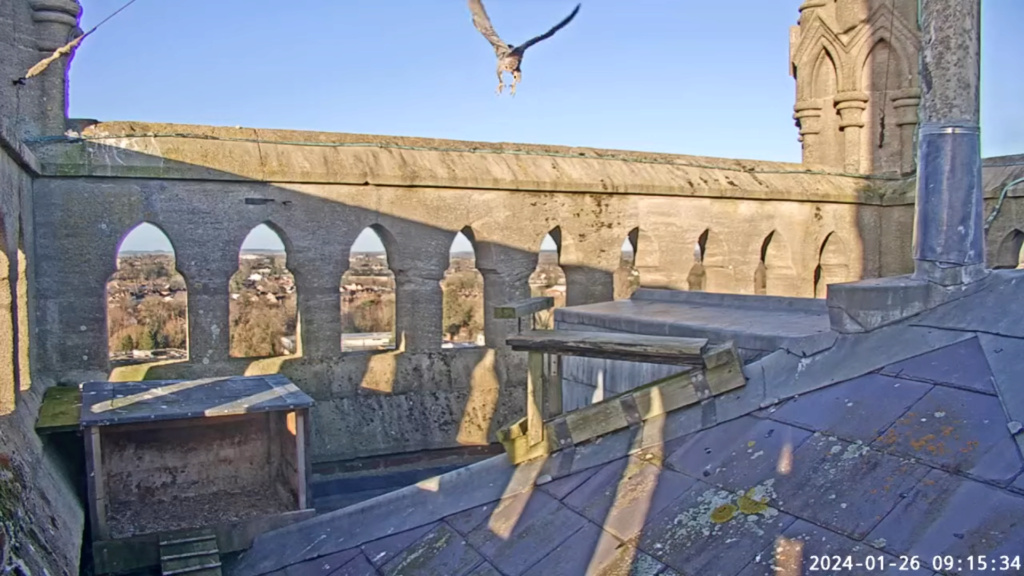 Andover Peregrines. Sche2862