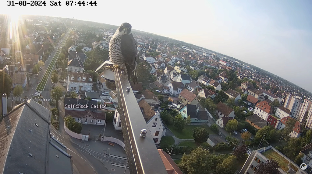 Les faucons pèlerins d'Illkirch-Graffenstaden. Lucky en  Rubis(Duitsland) met ring S/PC - Pagina 5 Sche4481