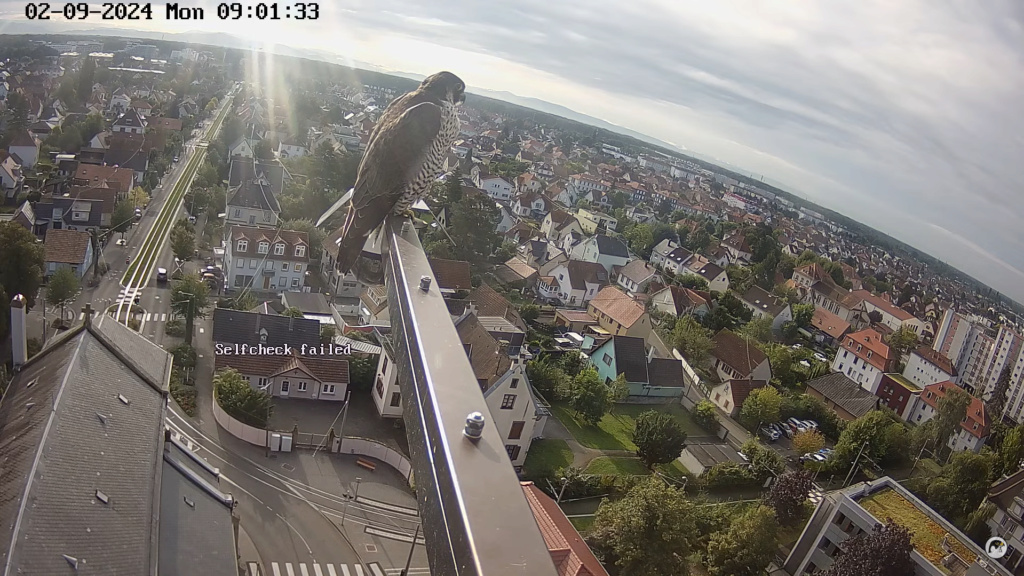 Les faucons pèlerins d'Illkirch-Graffenstaden. Lucky en  Rubis(Duitsland) met ring S/PC - Pagina 5 Sche4500