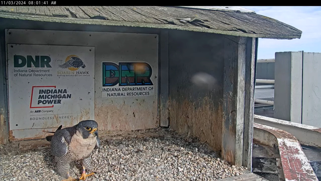 Fort Wayne falcon cam - Pagina 3 Sche5225