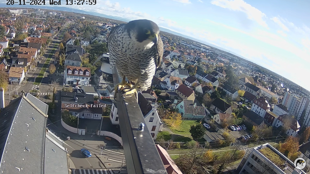 Les faucons pèlerins d'Illkirch-Graffenstaden. Lucky en  Rubis(Duitsland) met ring S/PC - Pagina 7 Sche5336