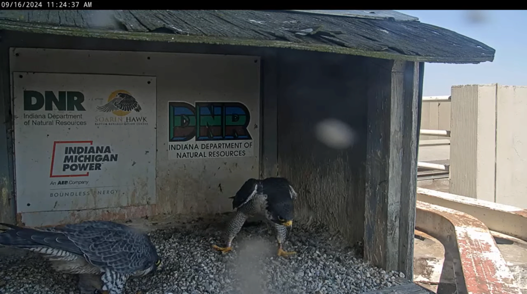 Fort Wayne falcon cam - Pagina 3 Sche5773