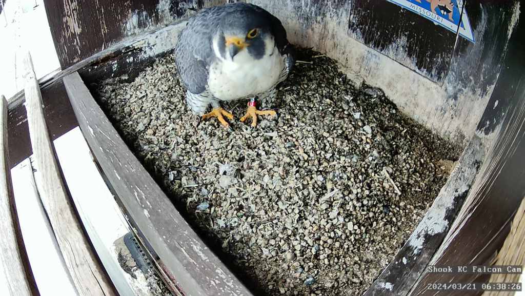 Kansas City Shook falcon cam Scher546