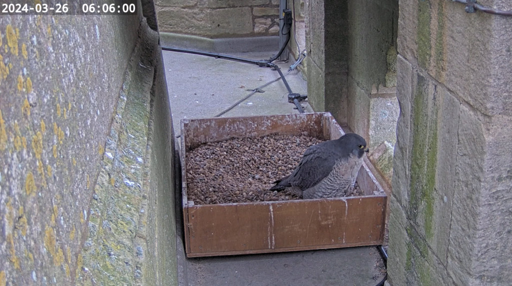  Peregrines at St Wulfram's Church (Voorheen Grantham) and St James/Louth Scher641