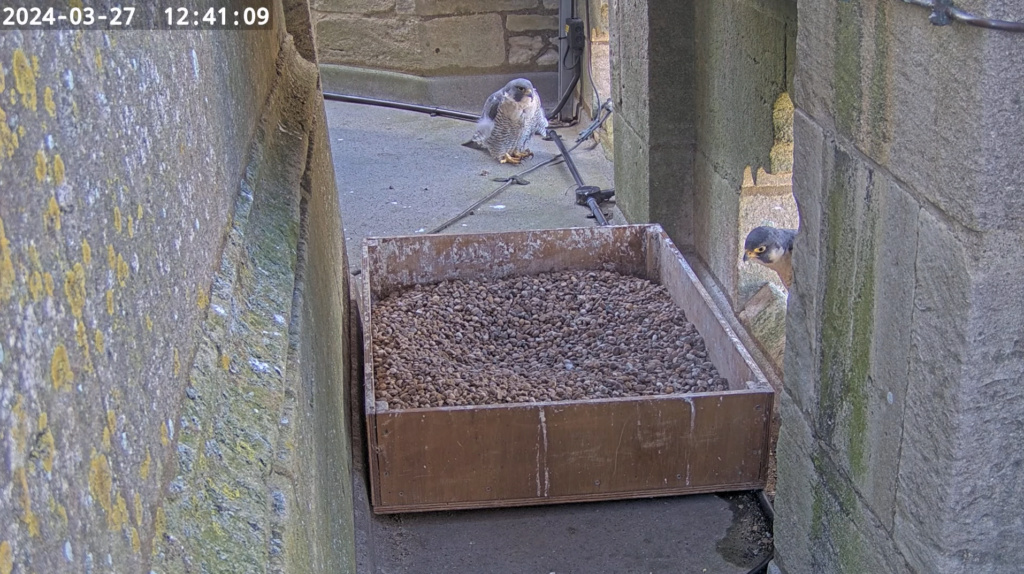  Peregrines at St Wulfram's Church (Voorheen Grantham) and St James/Louth Scher670