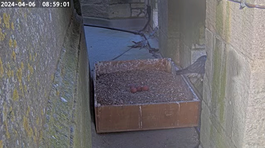  Peregrines at St Wulfram's Church (Voorheen Grantham) and St James/Louth Scher815