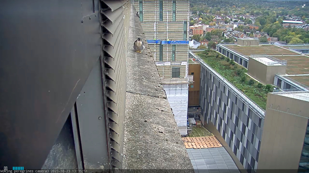  Woking Peregrines, Export House - Pagina 4 Scher929