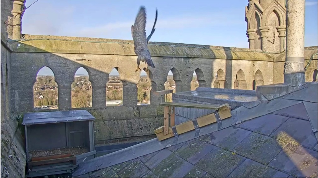   Andover Peregrines. Valk_102