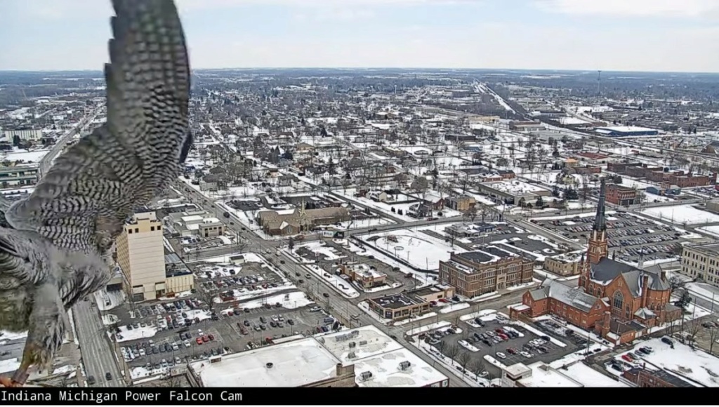 Fort Wayne falcon cam - Pagina 2 Wayne_19