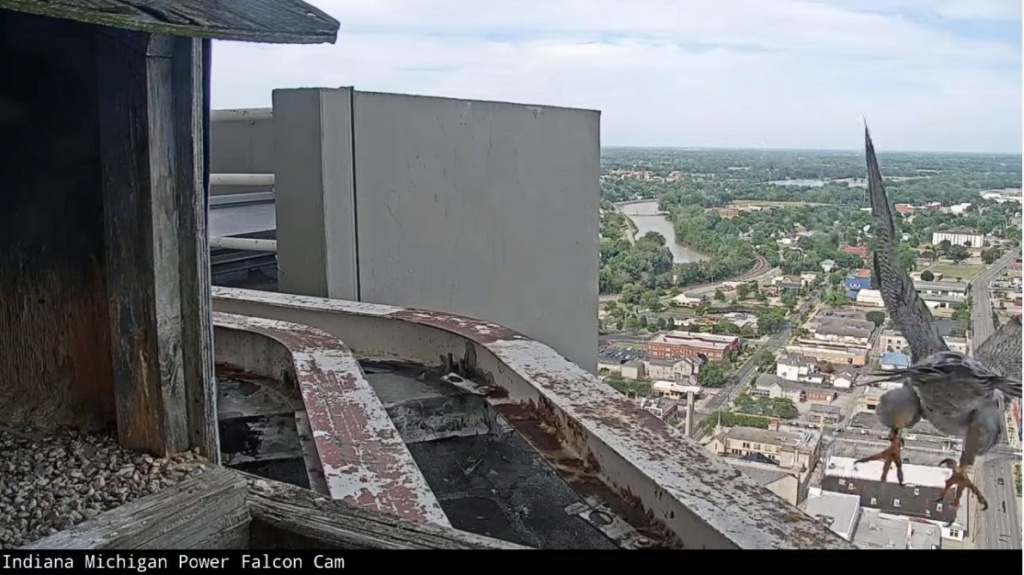 Fort Wayne falcon cam - Pagina 4 Wayne_36