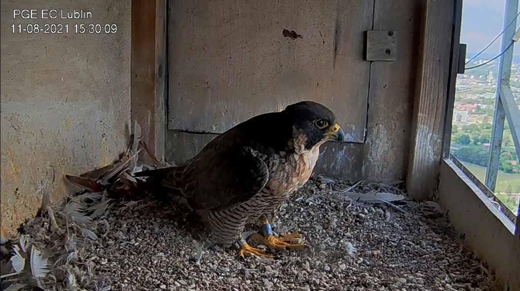 PGE Lublin. Male Łupek (8 A - 2013) & Female WROTKA (4 AB - 2014) - Pagina 4 Wrotka11